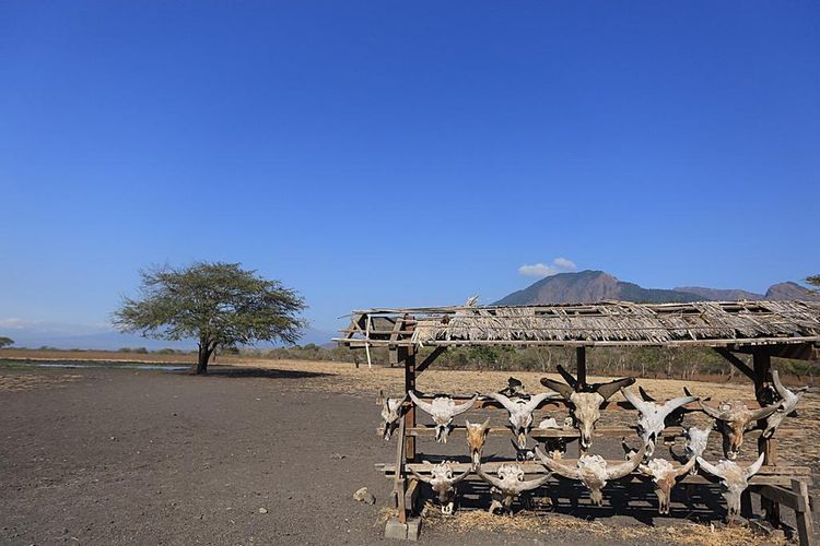 Catat Nih, 3 Destinasi Eksotik di Taman Nasional Baluran 