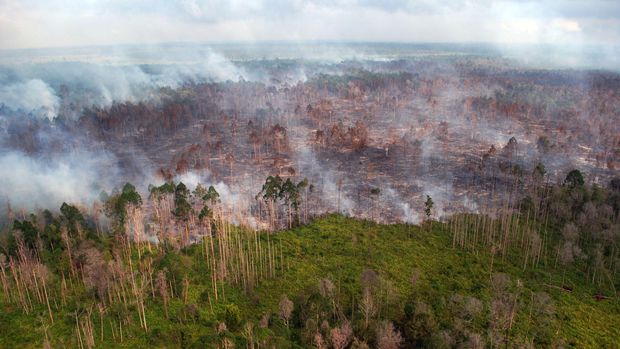 Bank Global Dituding Turut Rusak Hutan Asia Tenggara 