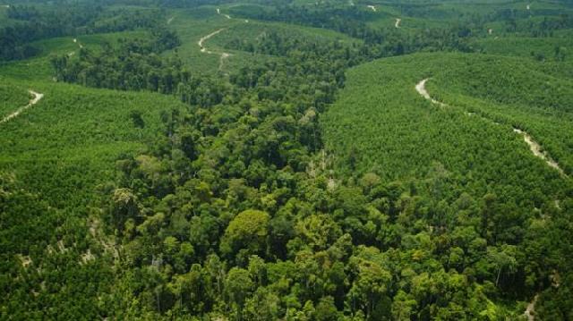 Setiap Pemilik HGU Perkebunan di Kuansing Wajib Miliki Kawasan Hijau