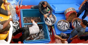 Potensi Besar, Tapi Riau Tak Punya Pelabuhan Perikanan 
