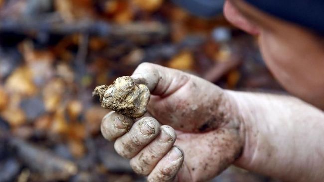 Studi: Konsumsi Jamur Tekan Risiko Penurunan Fungsi Otak