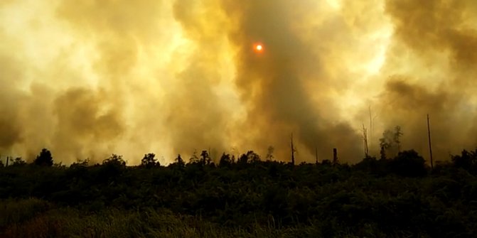 Kebun Sagu 25 Hektare Milik Warga Meranti Terbakar