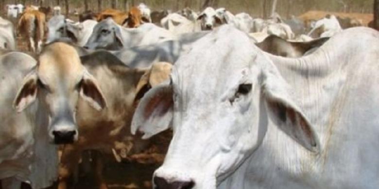 Kementan Restui Impor Sapi Bakalan 200.000