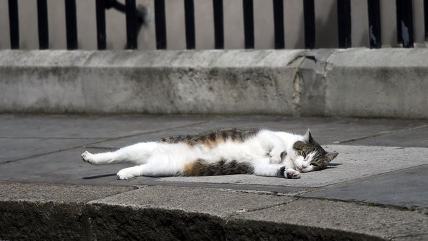 Pergantian PM Inggris dan Kisah Larry Si Pemburu Tikus di Downing Street