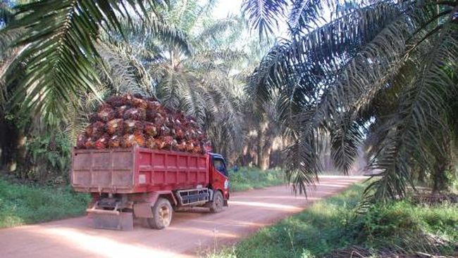 Sebelum Diungkap KPK, Ditjen Pajak Sudah Gedor Industri Sawit