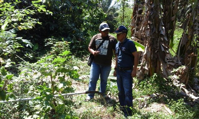 Warga Rohil Tewas Kesetrum Saat Hendak Panen Kelapa Sawit 