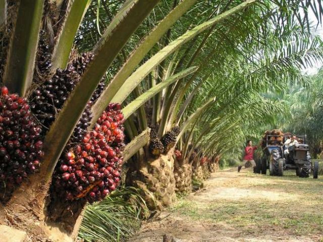 Segera Dieksekusi, Kebun Sawit PTPN V di Riau Harus Dijadikan HTI
