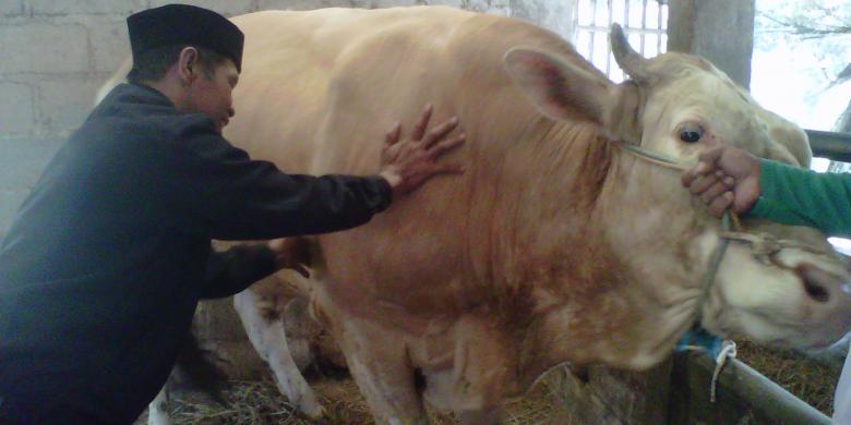 Cerita Yasmudi, Pemijat Sapi yang Kerap Ditendang 