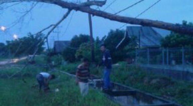 Disambar Petir, Pohon Tumbang Timpa Kabel Listrik PLN 