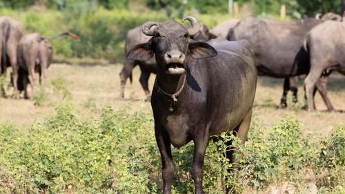 Bulog: Daging Kerbau India Bisa untuk Bakso, Burger Hingga Sosis