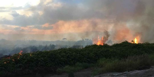 Delapan Hektare Lahan di Rupat Terbakar