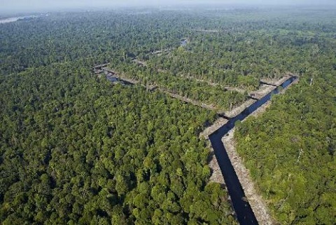 Tahap Pengurusan Dishutbun ke BPN, 3.393 Hektar Lahan Teknopolitan Pelalawan Akan Berstatus HPL 
