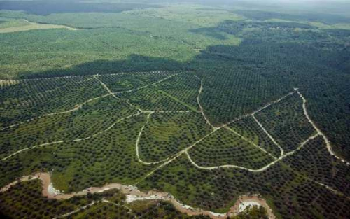 Tahun 2019 80 Ribu Ha Lahan Ilegal Ditemukan di Riau