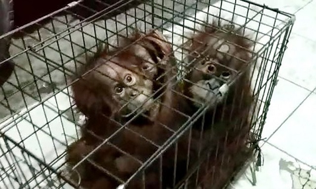 Induk Bayi Orangutan Temuan di Riau Diperkirakan Dibunuh Sindikat