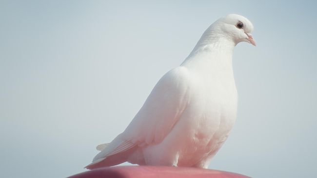 India Punya Rumah Sakit Khusus Burung