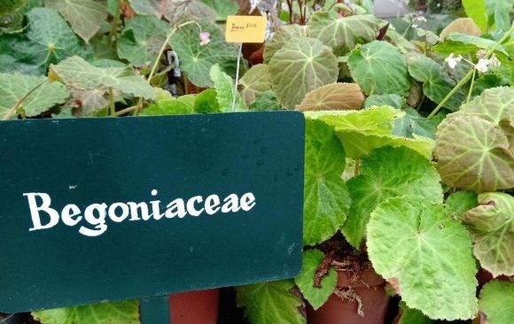 Indonesia Punya 500 Jenis Tanaman Hias Begonia 