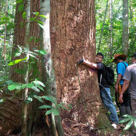 Kawasan Hutan Lindung Bukit Tabandang Terancam Punah
