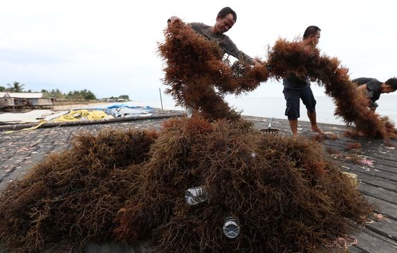 KKP Ingin Tingkatkan Produksi Rumput Laut di Rote Ndao