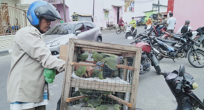 Terancam Punah, Di Bagansiapiapi, Burung Punai Rp7.500/Ekor 