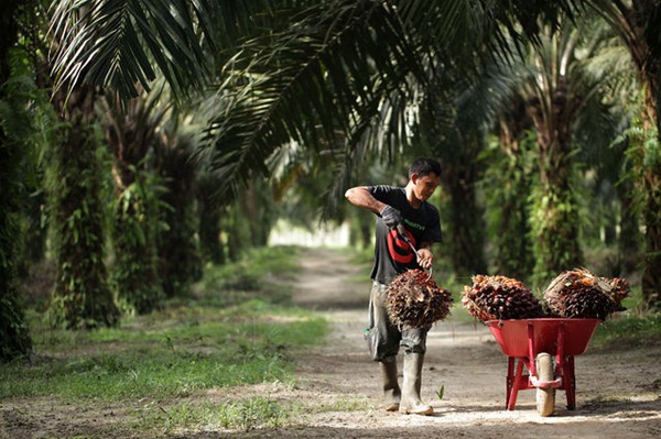Kelompok Tani Keluhkan Penyerobotan Lahan 