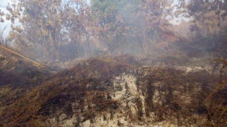 Puluhan Hektar Lahan di Parit Bantalan, Terbakar