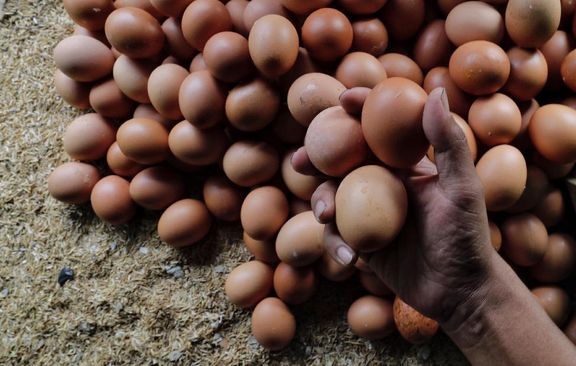 Kementan Guyur 8 Ton Telur Ayam ke Tujuh Pasar