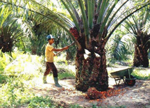 Reses DPRD Rohil, Anjloknya Harga Sejumlah Komoditas Perkebunan Paling Banyak Dikeluhkan 