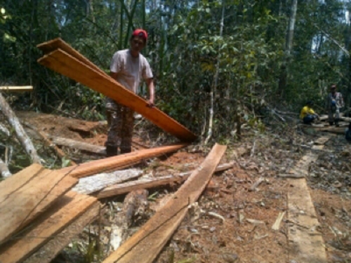 Hancurnya Kawasan Hutan Lindung Zamrud Karena Kelalaian Pemprov Riau