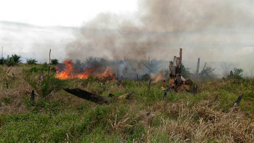 Heli BNPB Lakukan Water Boombing, Giliran Kawasan Rawa Seribu Mahato Rohul Terbakar