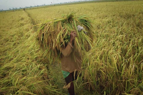 Mursini Dorong Petani Kuansing Wujudkan Swasembada Pangan 