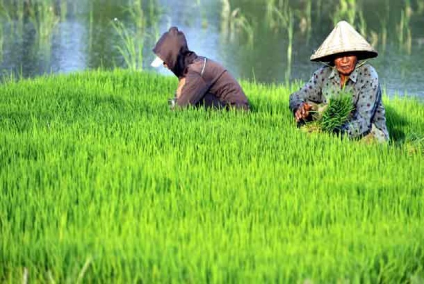 Putus Mata Rantai Petani-Tengkulak