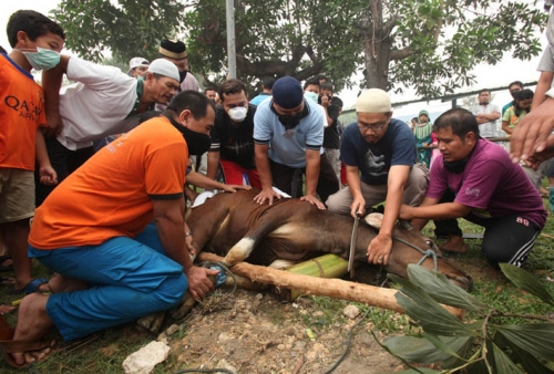 Rayakan Idul Adha 1436 H, IMRA RAPP Potong 75 Ekor Hewan Qurban