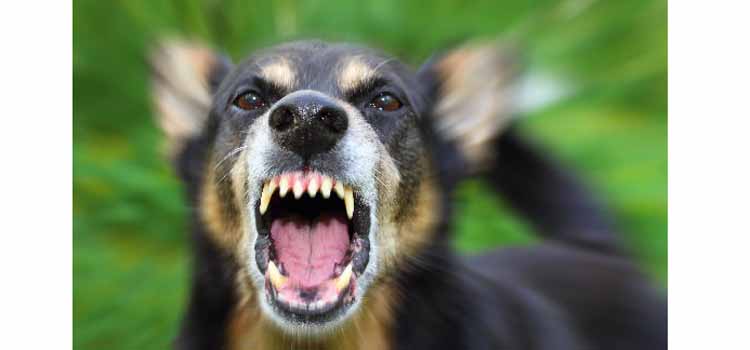 Pemprov Tunjuk Meranti Tuan Rumah Peringatan Hari Rabies se-Dunia