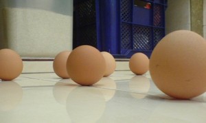 Fenomena Menegakkan Telur Ayam