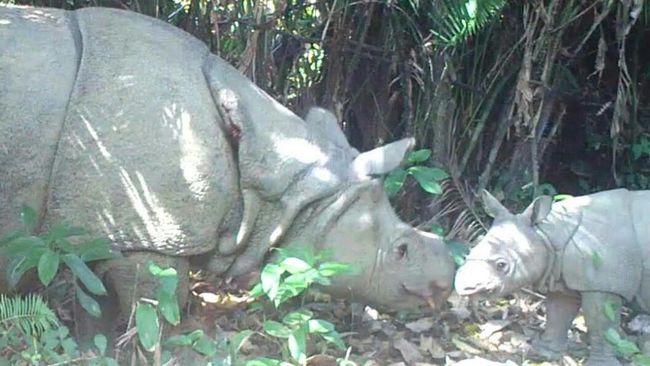 Ujung Kulon Festival, Apresiasi untuk Desa Peyangga di TNUK