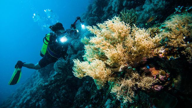 Menyelami Surga Taman Laut Raksasa di Takabonerate 