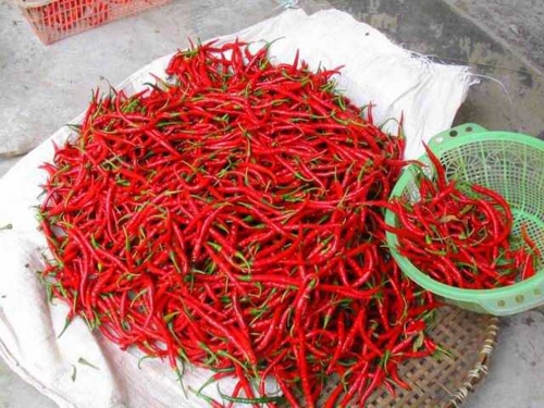 Harga Cabai di Kampar Melambung
