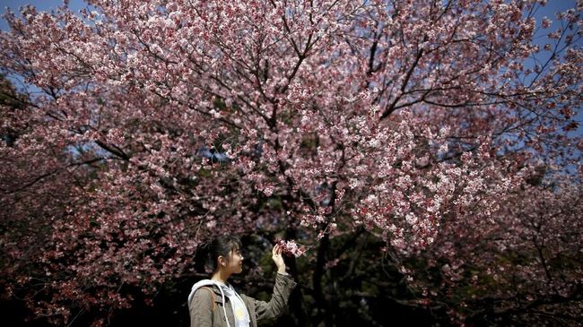 Melacak Bunga Sakura Lewat Aplikasi 