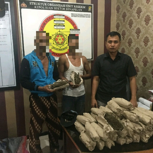 Butuh Biaya Operasi Ginjal Istri, Buruh Bangunan Ini Terima Kiriman Puluhan Kilogram Ganja
