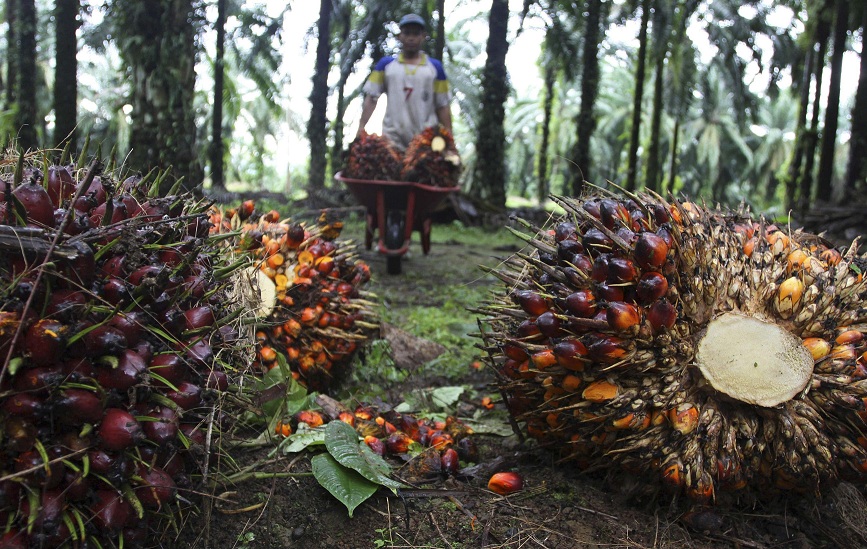 Direktur PT DSI Masuk DPO Polda Riau 