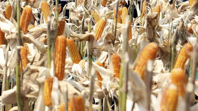 Soal Impor Jagung, Jokowi Akui Ada Masalah Distribusi Pupuk 
