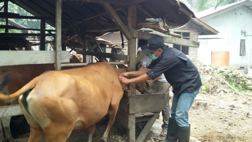 Cegah Penyakit Keringat Darah, Ini yang Dilakukan Distanak Bengkalis