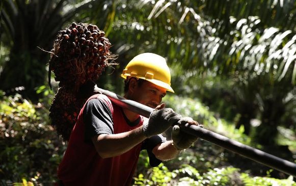Balas Larangan Impor CPO, JK Ancam Setop Beli Airbus