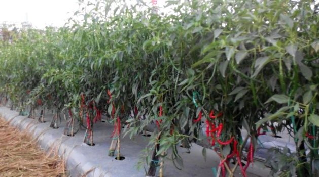 Melalui Dana APBN, 15 Kelompok Tani di Siak Akan Terima Bantuan Pengembangan Kawasan Cabe