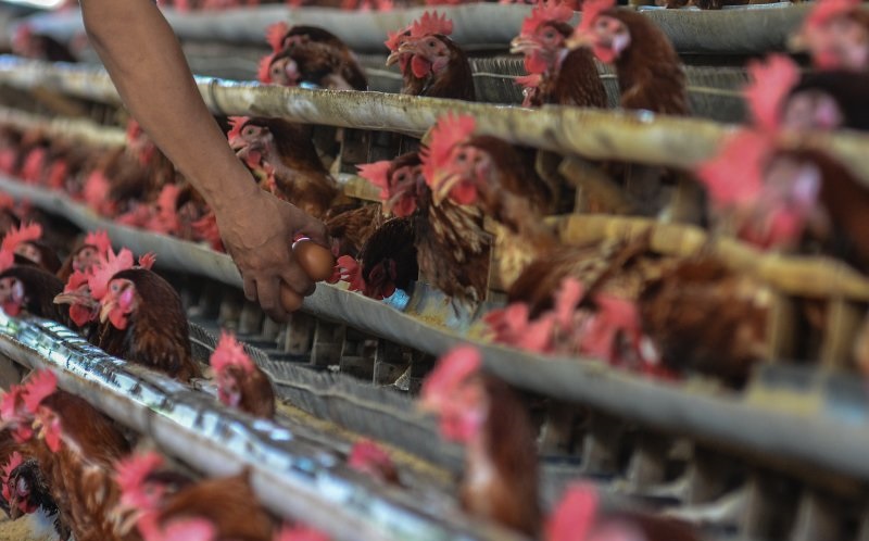 Daging ayam Pekanbaru tembus Rp30.000/Kg saat Ramadhan