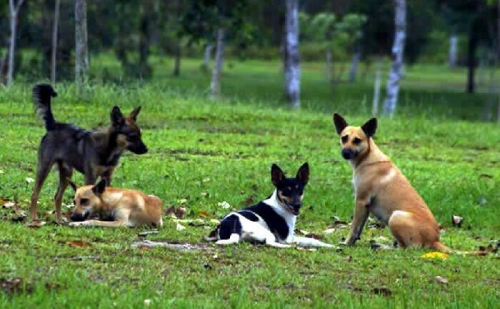 Satpol PP Meranti Bakal Dapat Tugas Tambahan, Mengatasi Anjing Liar