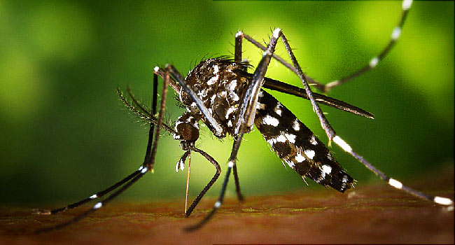 Cegah Virus Zika, Diskes Sosialisasikan Pencegahan 