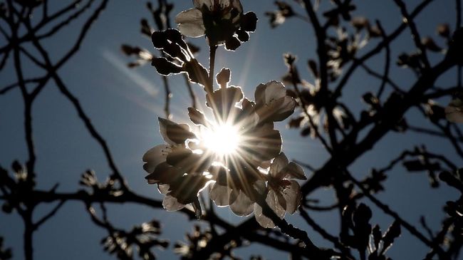 Lokasi Wisata Flora Bulan Juni di Jepang