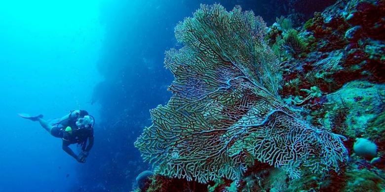 Tips Berfoto dengan Hewan Laut ala Marischka Prudence 