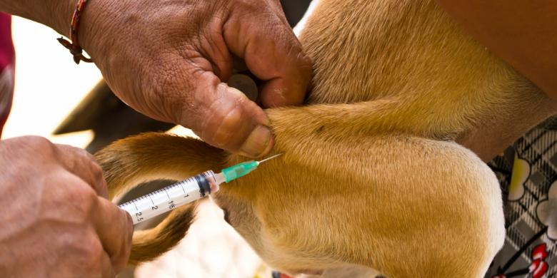 Pemberian Vaksin Rabies Sangat Diperlukan